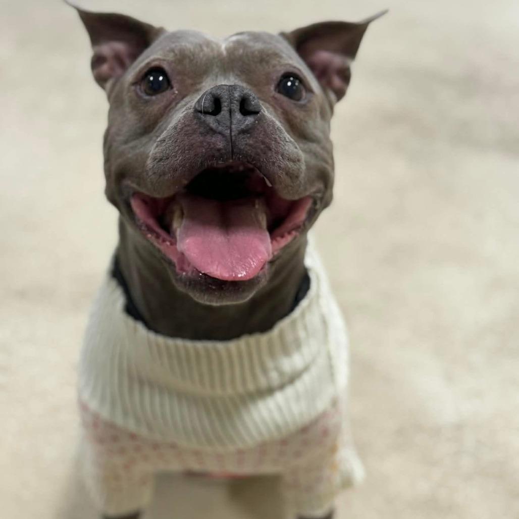 Enlarge Hollis, a Adoptable mixed breed in Brookfield, WI image 3/6