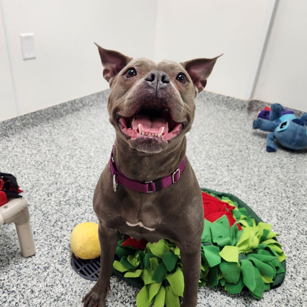 Hollis, Adoptable, Adult Female Terrier.