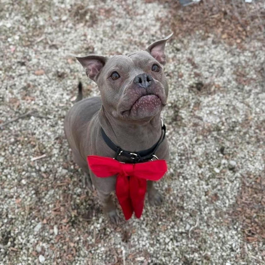 Enlarge Hollis, a Adoptable mixed breed in Brookfield, WI image 3/6