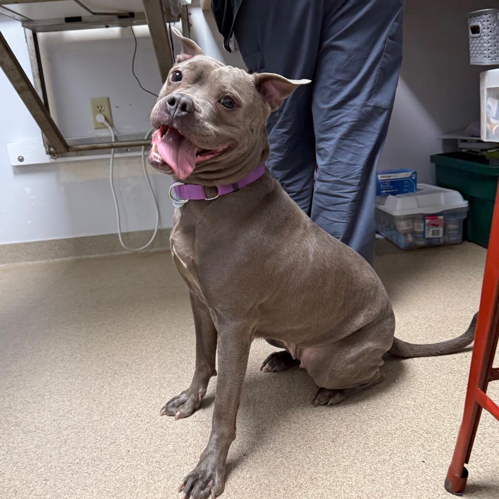 Enlarge Hollis, a Adoptable mixed breed in Brookfield, WI image 4/6