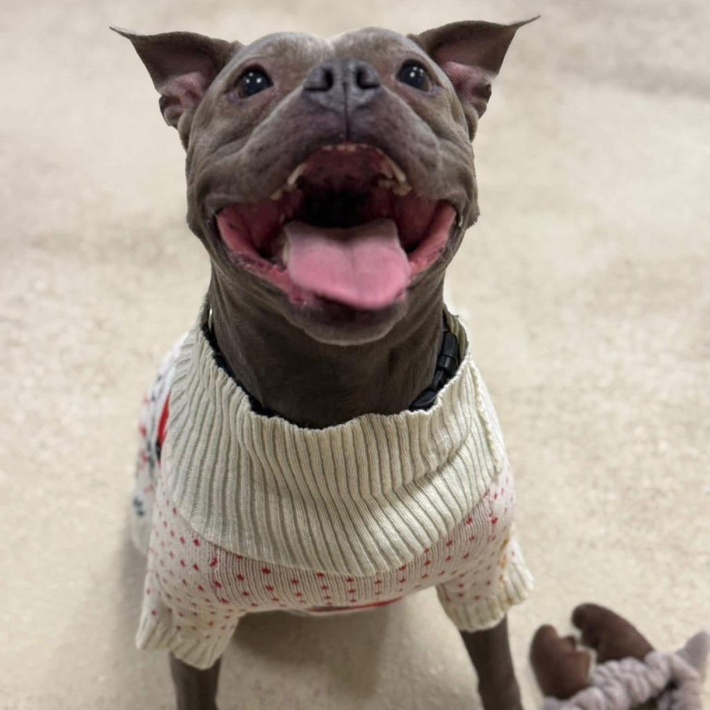 Enlarge Hollis, a Adoptable mixed breed in Brookfield, WI image 5/6