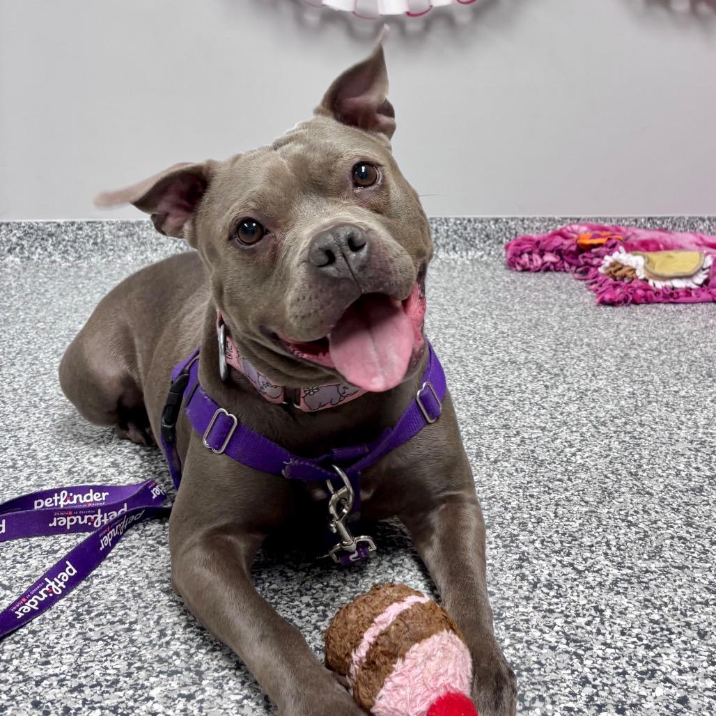 Enlarge Hollis, a Adoptable mixed breed in Brookfield, WI image 5/6