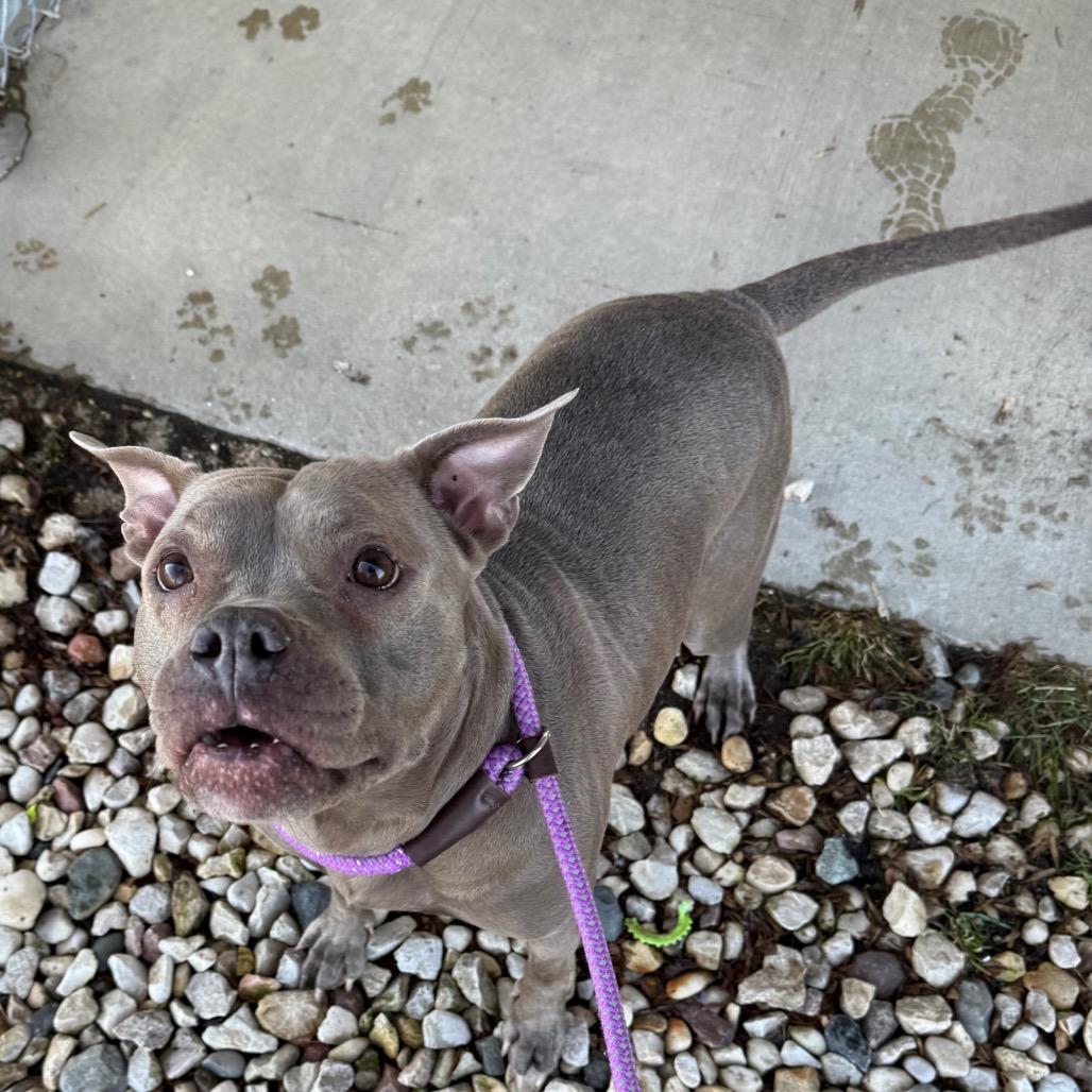 Enlarge Hollis, a Adoptable mixed breed in Brookfield, WI image 6/6