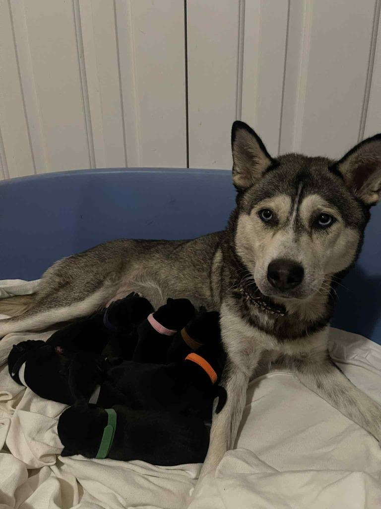 Ava, Adoptable, Puppy Female Mixed Breed.