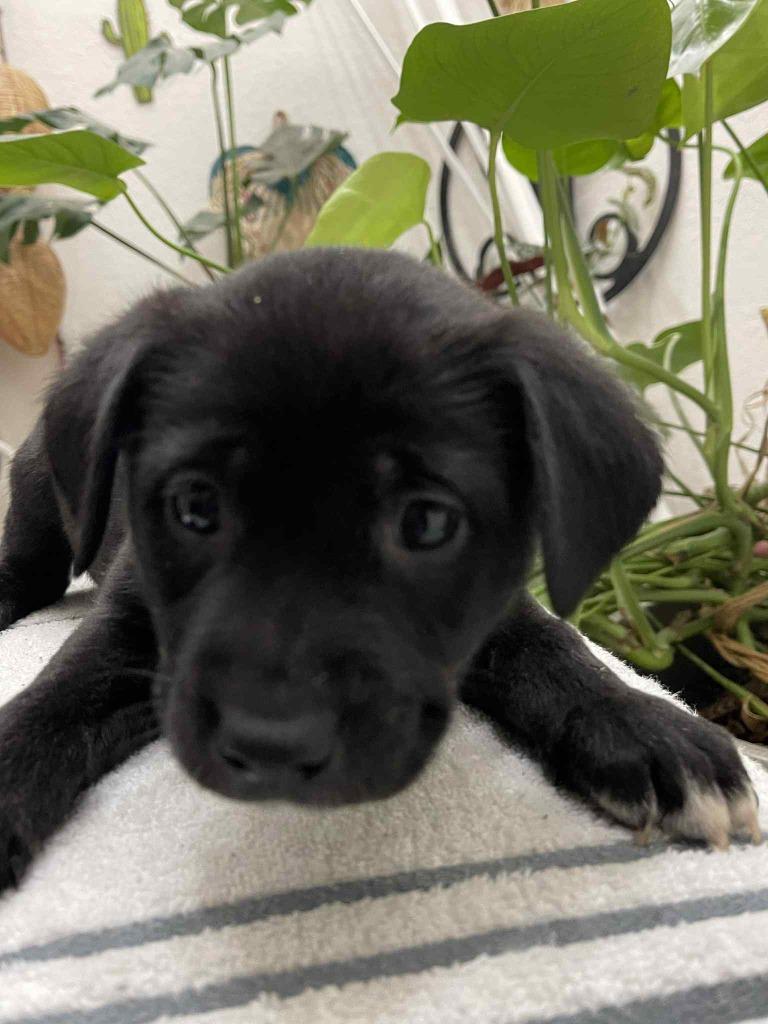 Enlarge Ava, a Adoptable Mixed Breed in Crocker, MO image 1/2