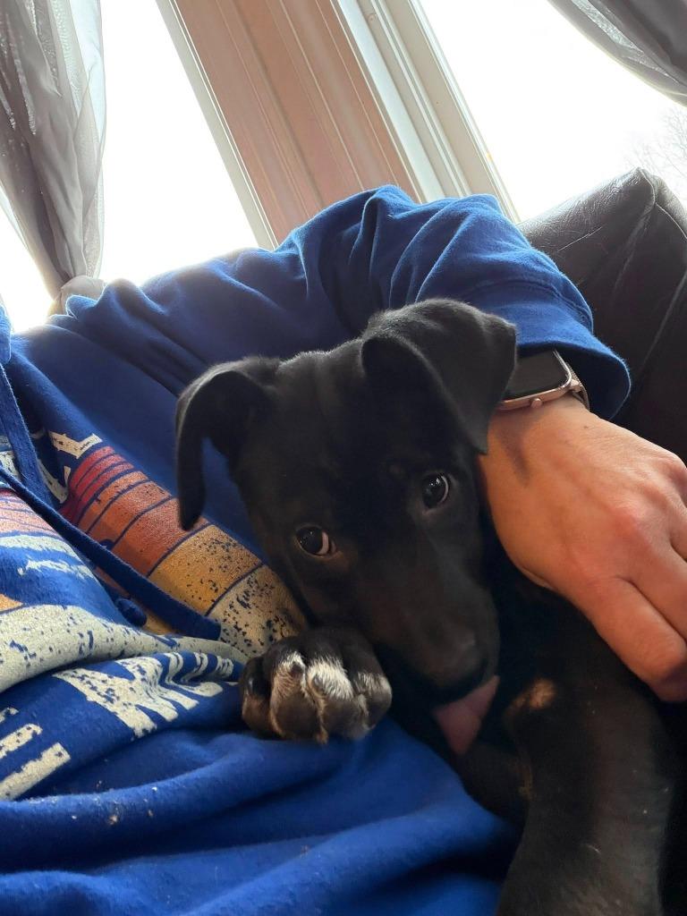 Enlarge Ava, a Adoptable Mixed Breed in Crocker, MO image 2/3