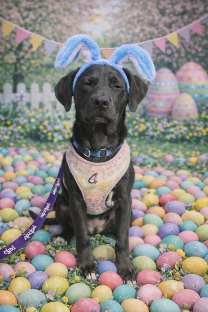 Enlarge Ava, a Adoptable Mixed Breed in Crocker, MO image 3/5