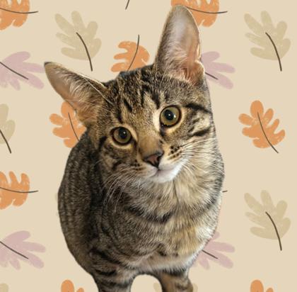 Comet, Adoptable, Young Male Domestic Short Hair & Domestic Short Hair.