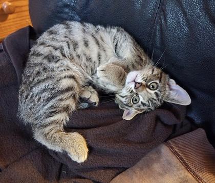 Comet, a Adoptable Domestic Short Hair in Romeoville, IL image 2/2