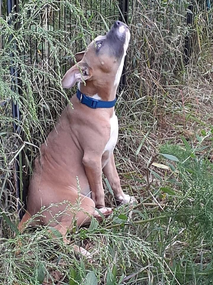 Drew, a Adoptable mixed breed in Chesapeake, VA image 1/2