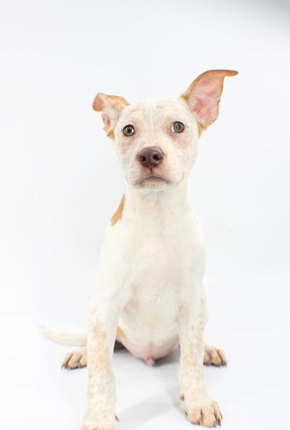 Clyde, Adoptable, Puppy Male Australian Shepherd & Mixed Breed.