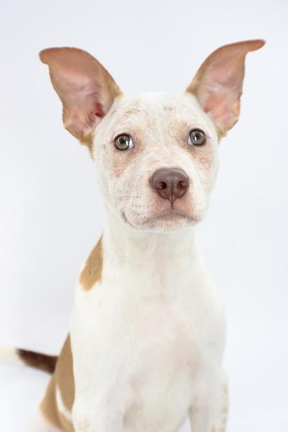 Enlarge Clyde, a Adoptable mixed breed in Morton Grove, IL image 2/3