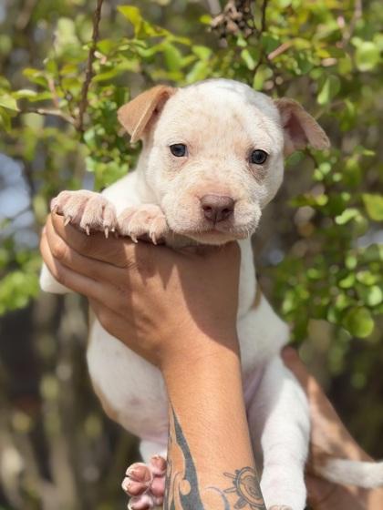 Clyde, a Adoptable mixed breed in Morton Grove, IL image 3/3
