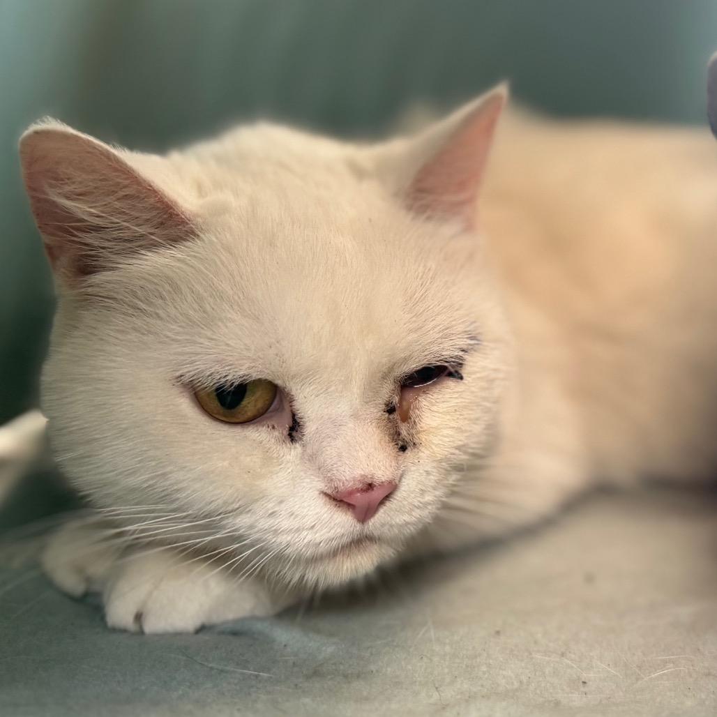 Britney, Adoptable, Senior Female Domestic Short Hair & British Shorthair.