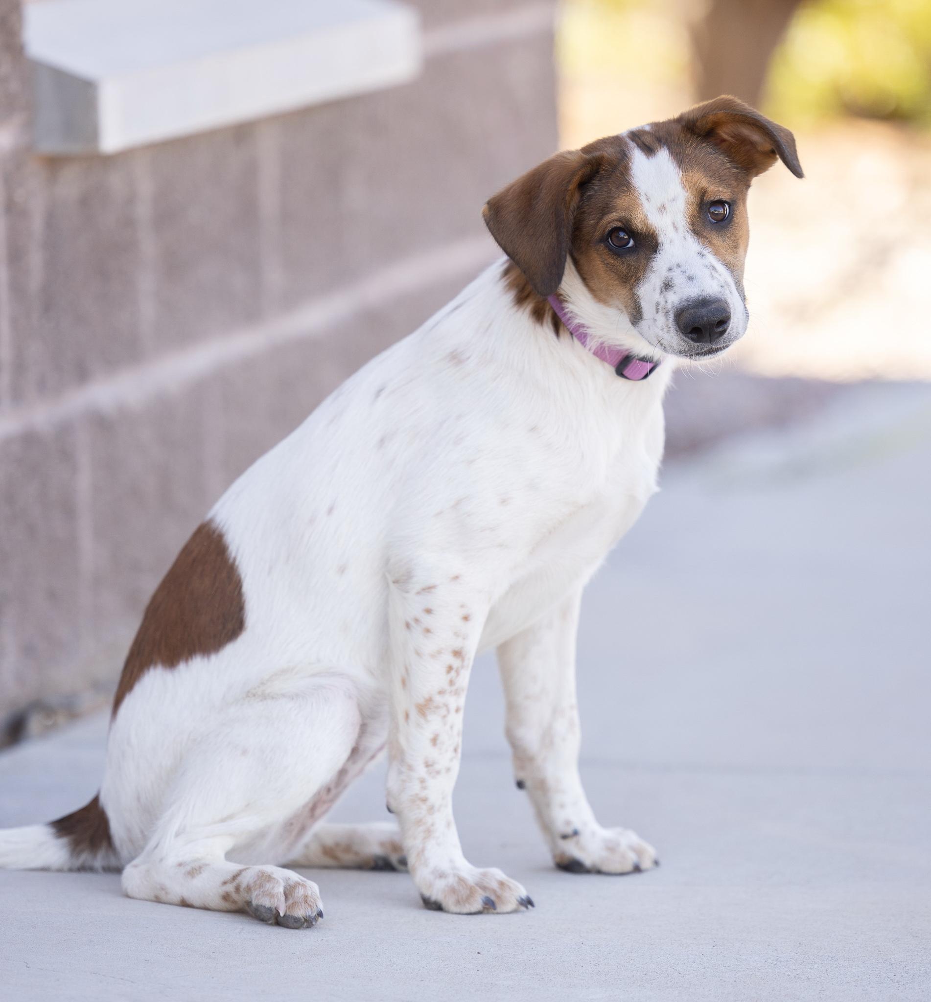 Enlarge WAFFLE, an adopted mixed breed in Moab, UT image 2/2