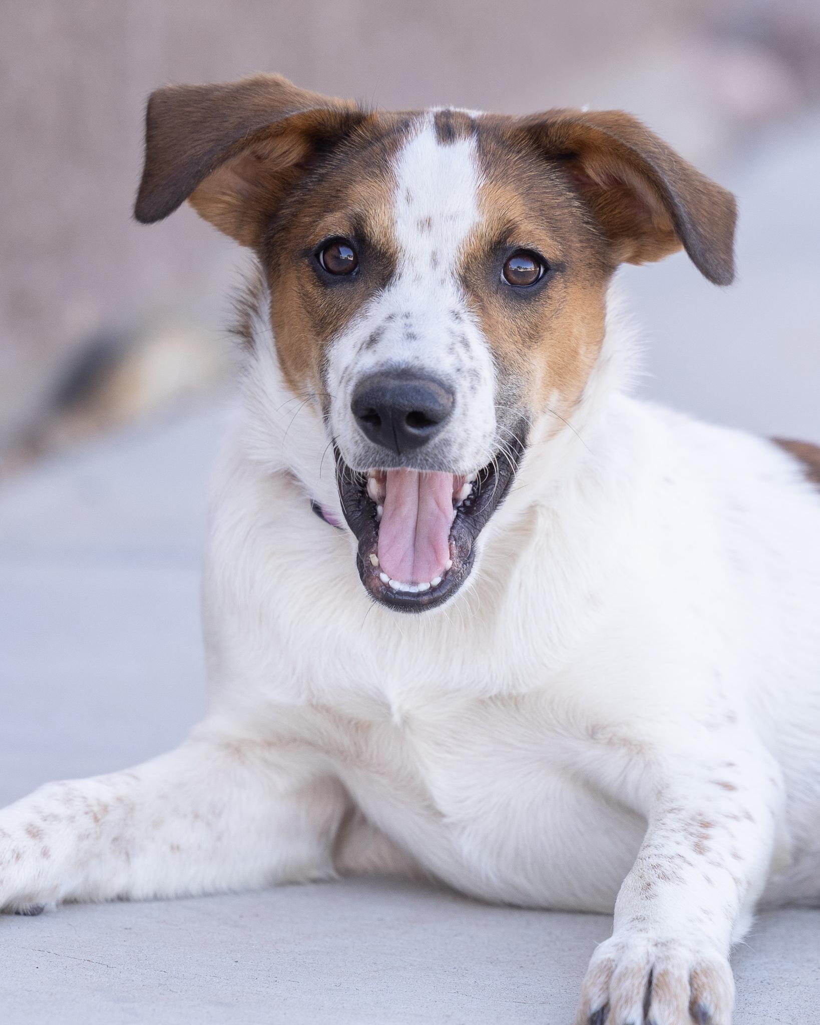 WAFFLE, adopted, Puppy Female Jack Russell Terrier.