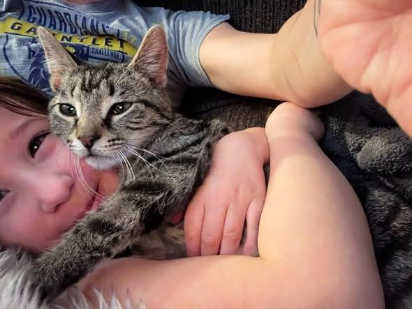 Elegy, Adoptable, Kitten Male Domestic Short Hair.