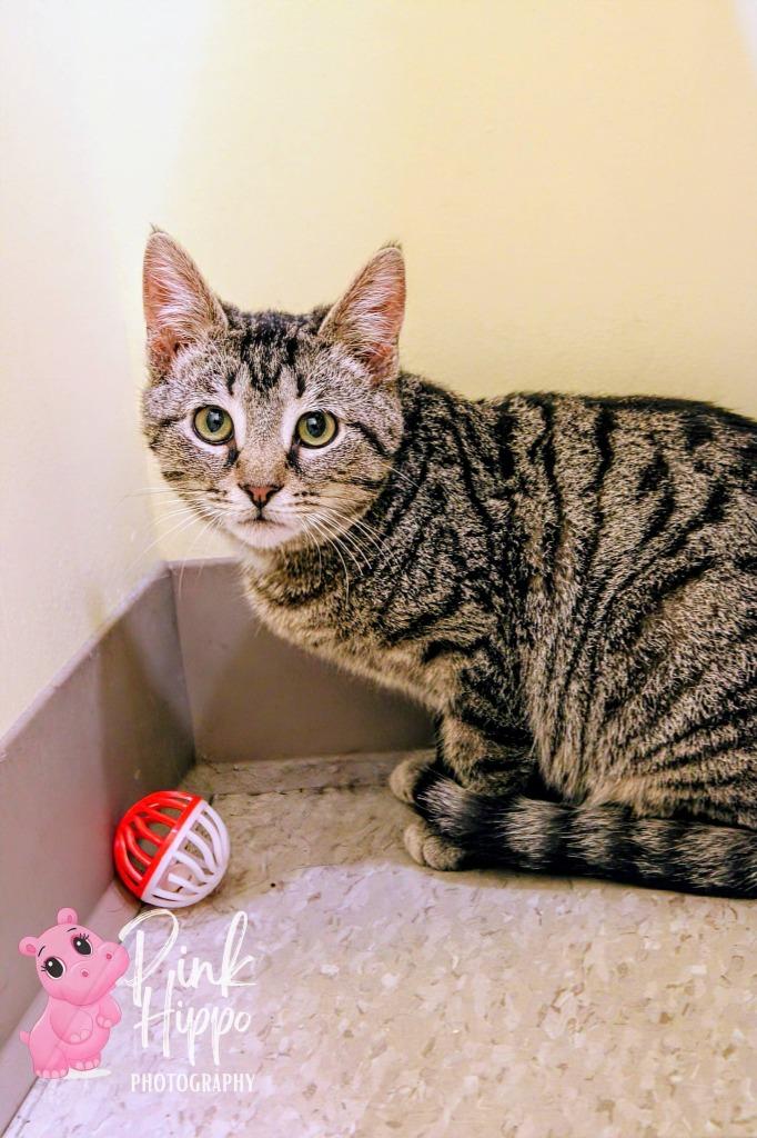 Enlarge Elegy, a Adoptable mixed breed in Kettering, OH image 2/3