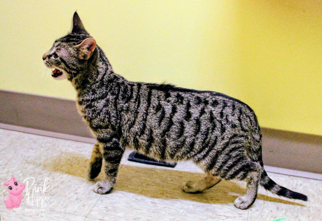 Enlarge Elegy, a Adoptable mixed breed in Kettering, OH image 3/3