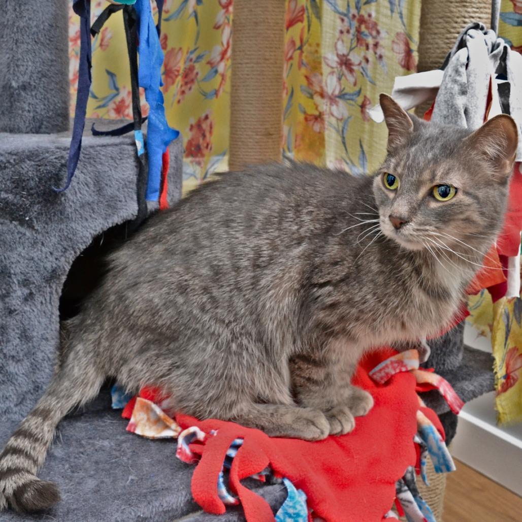 Graci, Adoptable, Senior Female Domestic Short Hair.
