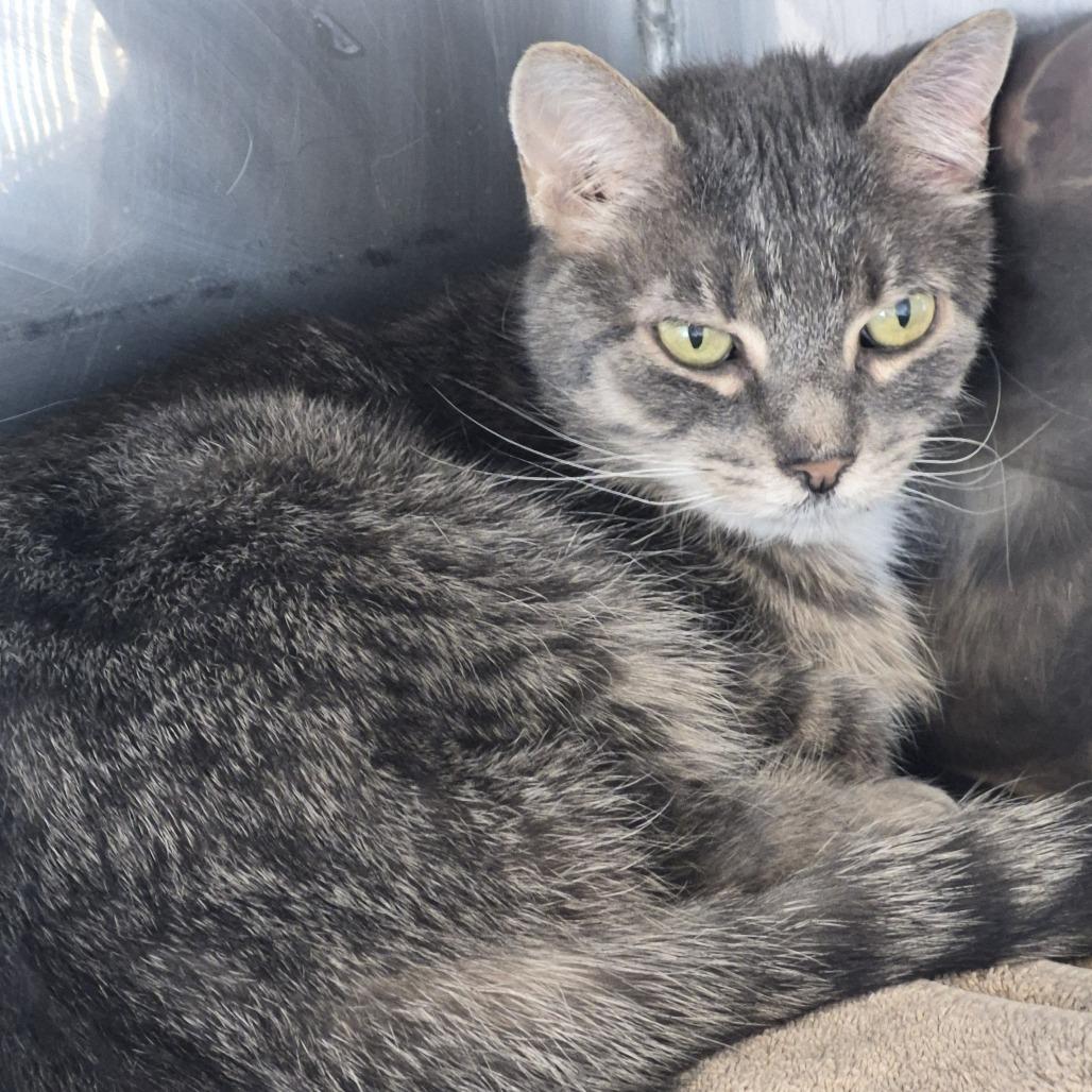 Enlarge Graci, a Adoptable Domestic Short Hair in Natick, MA image 1/1