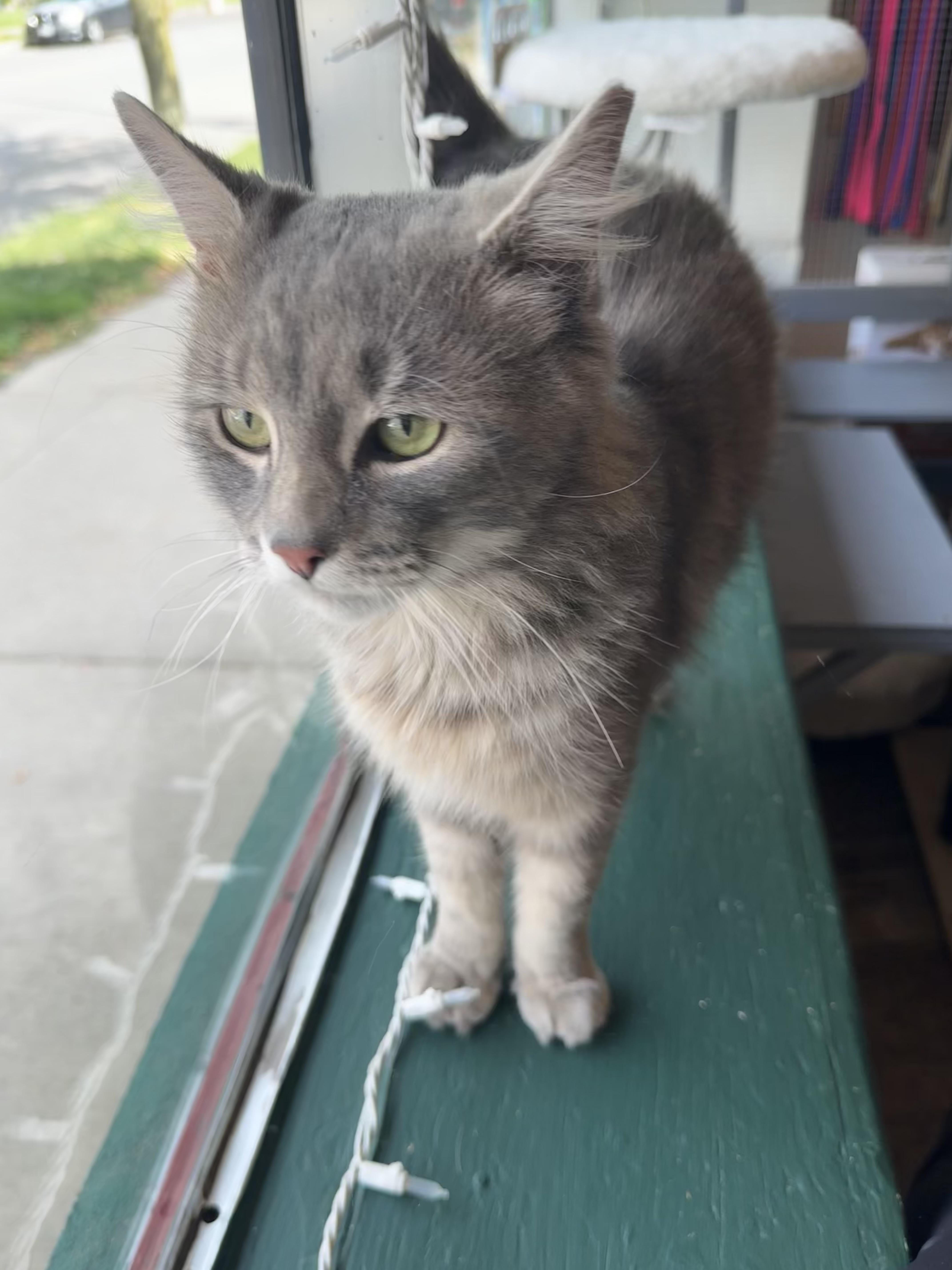 Enlarge Thistle, a ADOPTABLE Domestic Long Hair in Rochester, NY image 2/2