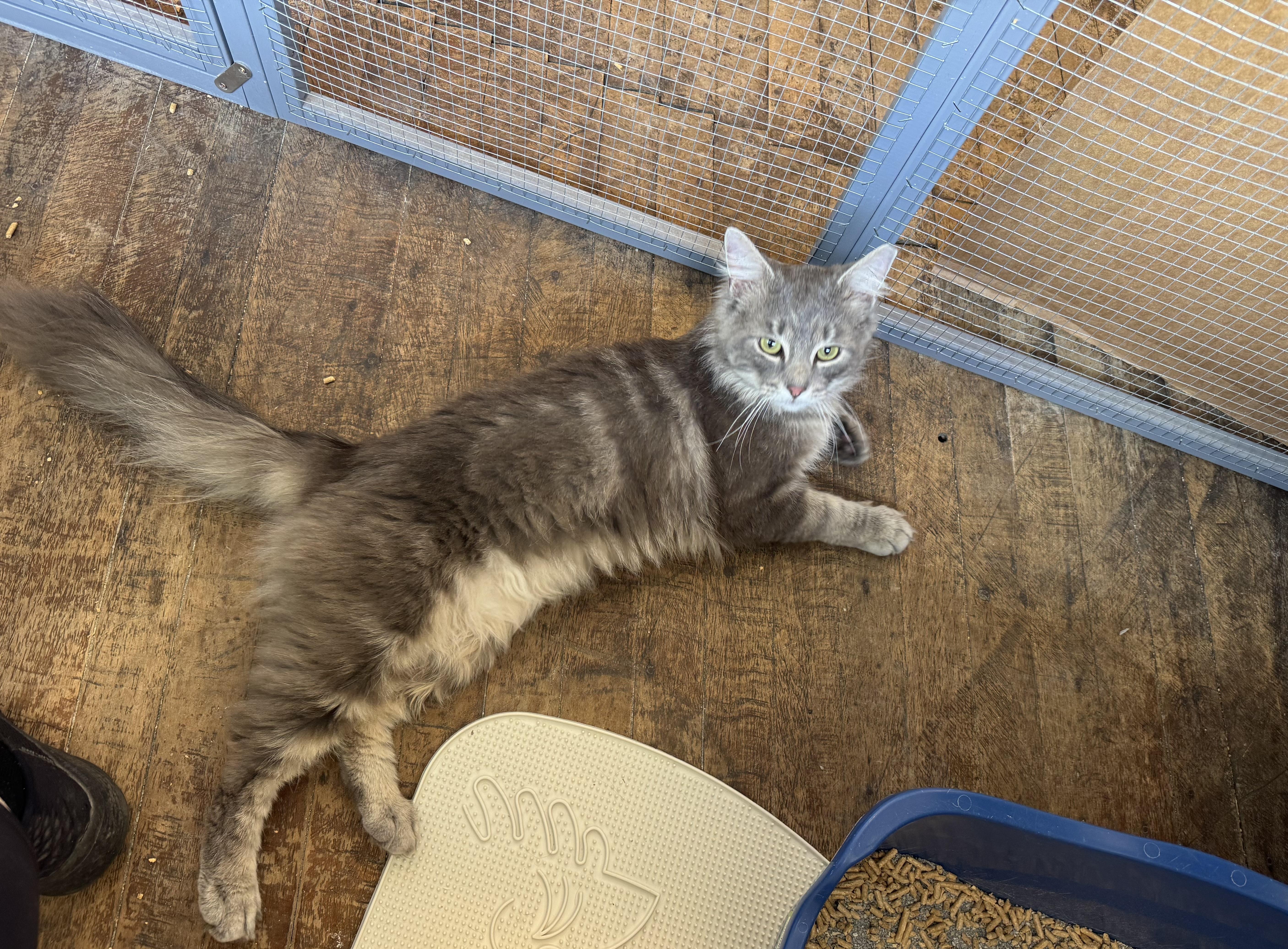 Enlarge Thistle, a ADOPTABLE Domestic Long Hair in Rochester, NY image 1/2
