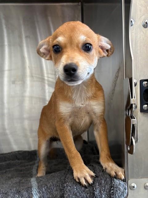 SAMMY, Adopted, Puppy Female Beagle.
