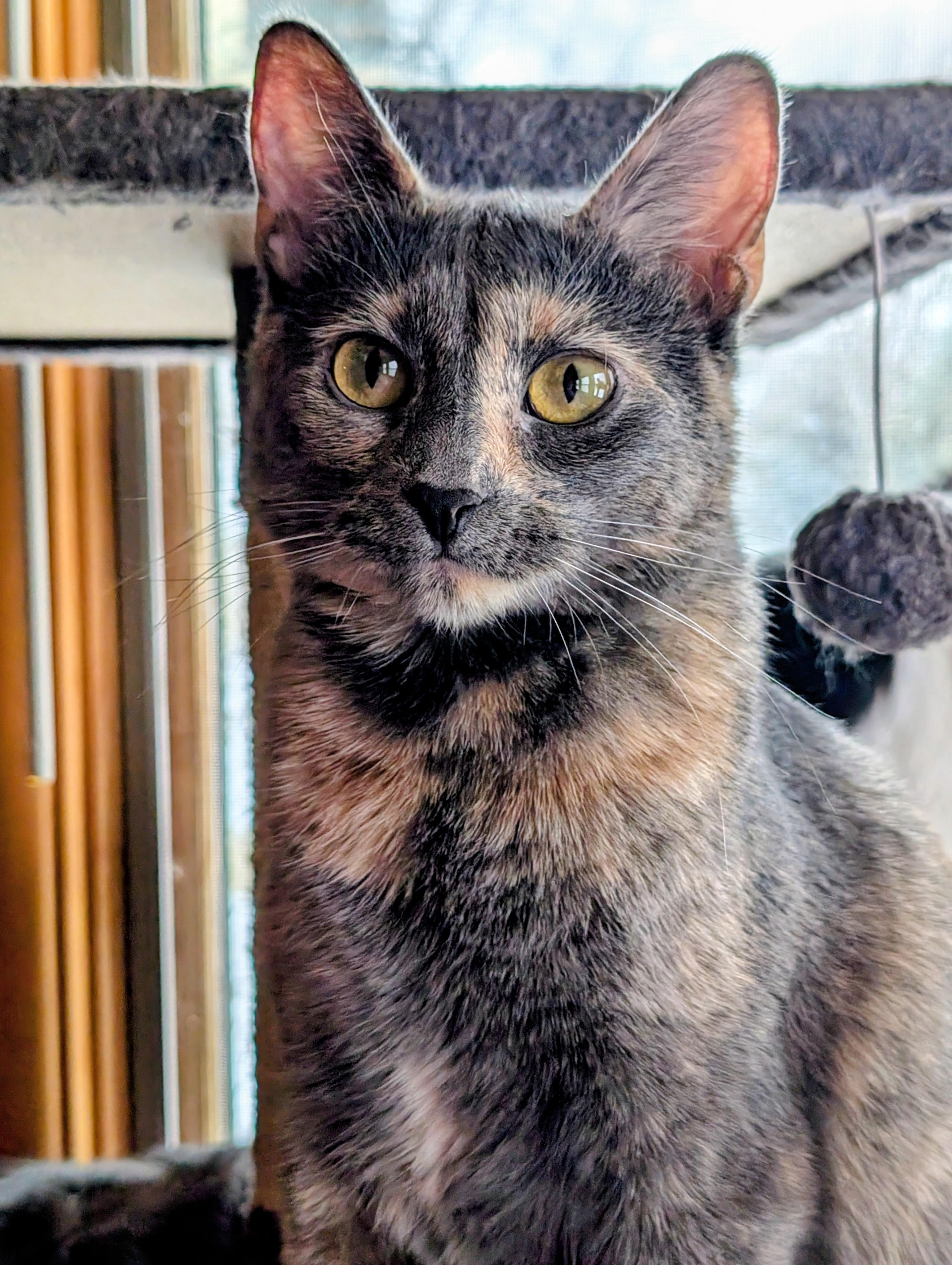 Chandra, Adoptable, Adult Female Domestic Short Hair.