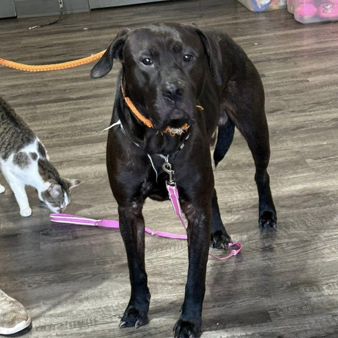 Enlarge Bear, an adopted mixed breed in Alma, MI image 1/1