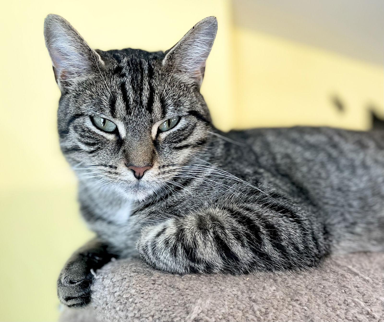 Blue Jay, Adoptable, Adult Female Domestic Short Hair.