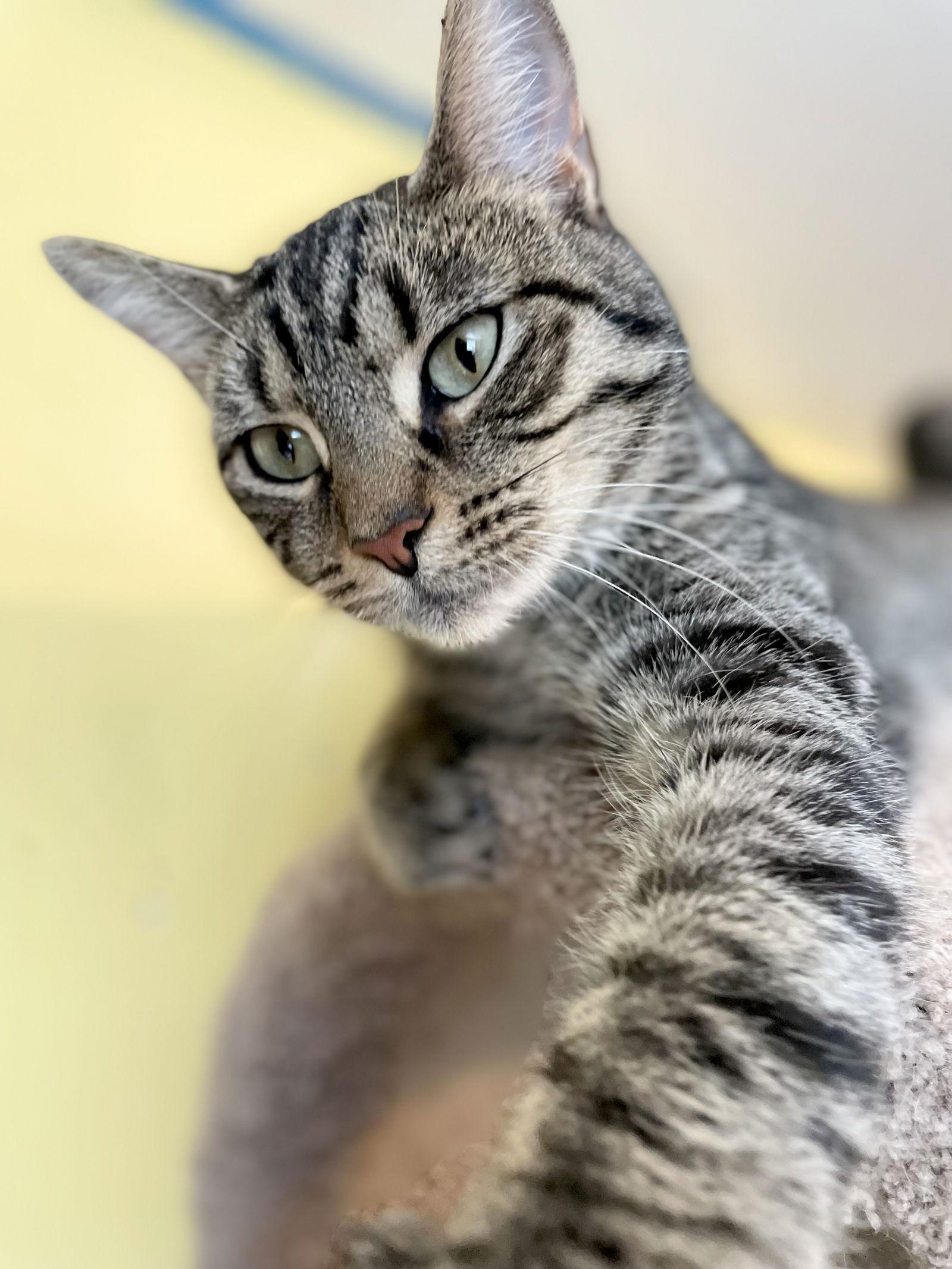 Enlarge Blue Jay, a Adoptable Domestic Short Hair in Broomall, PA image 2/3