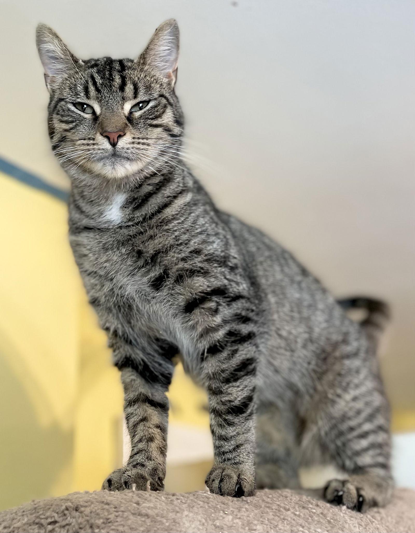 Enlarge Blue Jay, a Adoptable Domestic Short Hair in Broomall, PA image 3/3