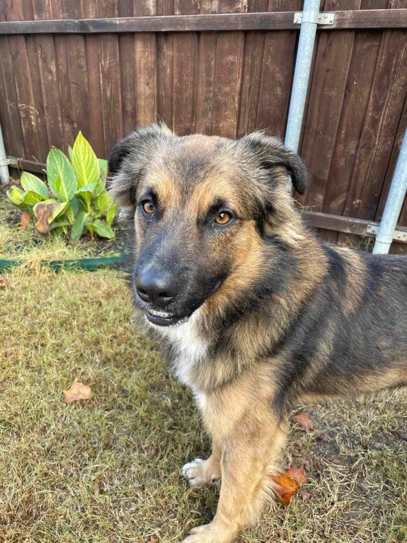Theo , Adopted, Young Male German Shepherd Dog.