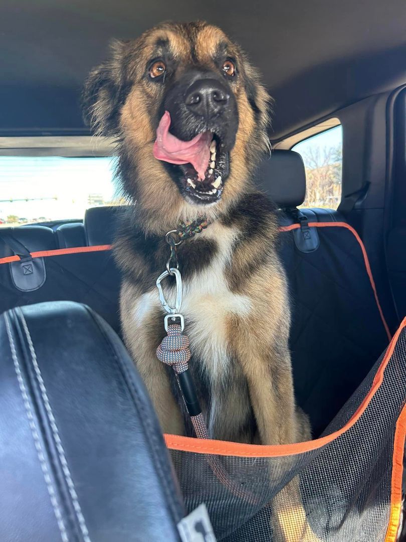 Enlarge Theo , a Adopted mixed breed in Dallas, TX image 2/5