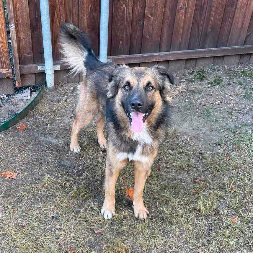 Enlarge Theo , a Adopted mixed breed in Dallas, TX image 3/5