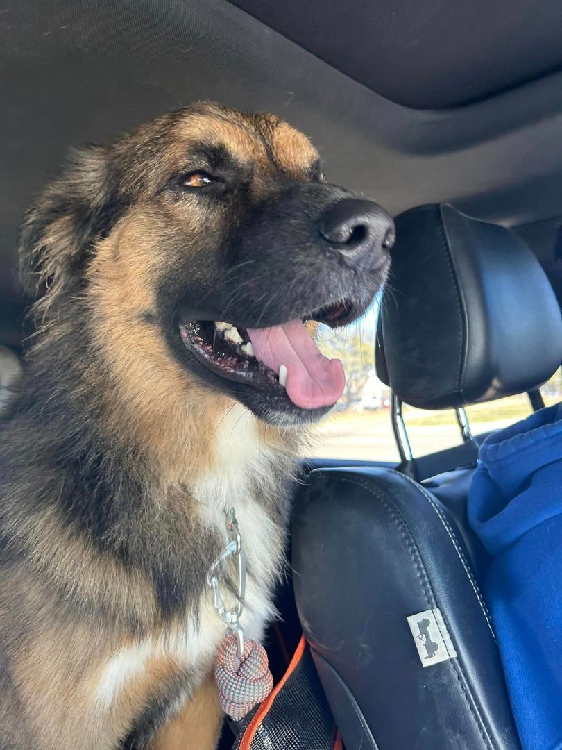 Enlarge Theo , a Adopted mixed breed in Dallas, TX image 5/5