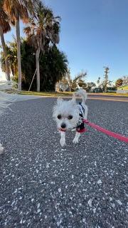 Zoey / Redington Beach