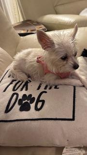 Enlarge Zoey / Redington Beach, a Adopted Chihuahua in Redington Beach, FL image 5/6