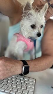 Enlarge Zoey / Redington Beach, a Adopted Chihuahua in Redington Beach, FL image 6/6