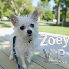 Enlarge Zoey / Redington Beach, a Adopted Chihuahua in Redington Beach, FL image 1/6