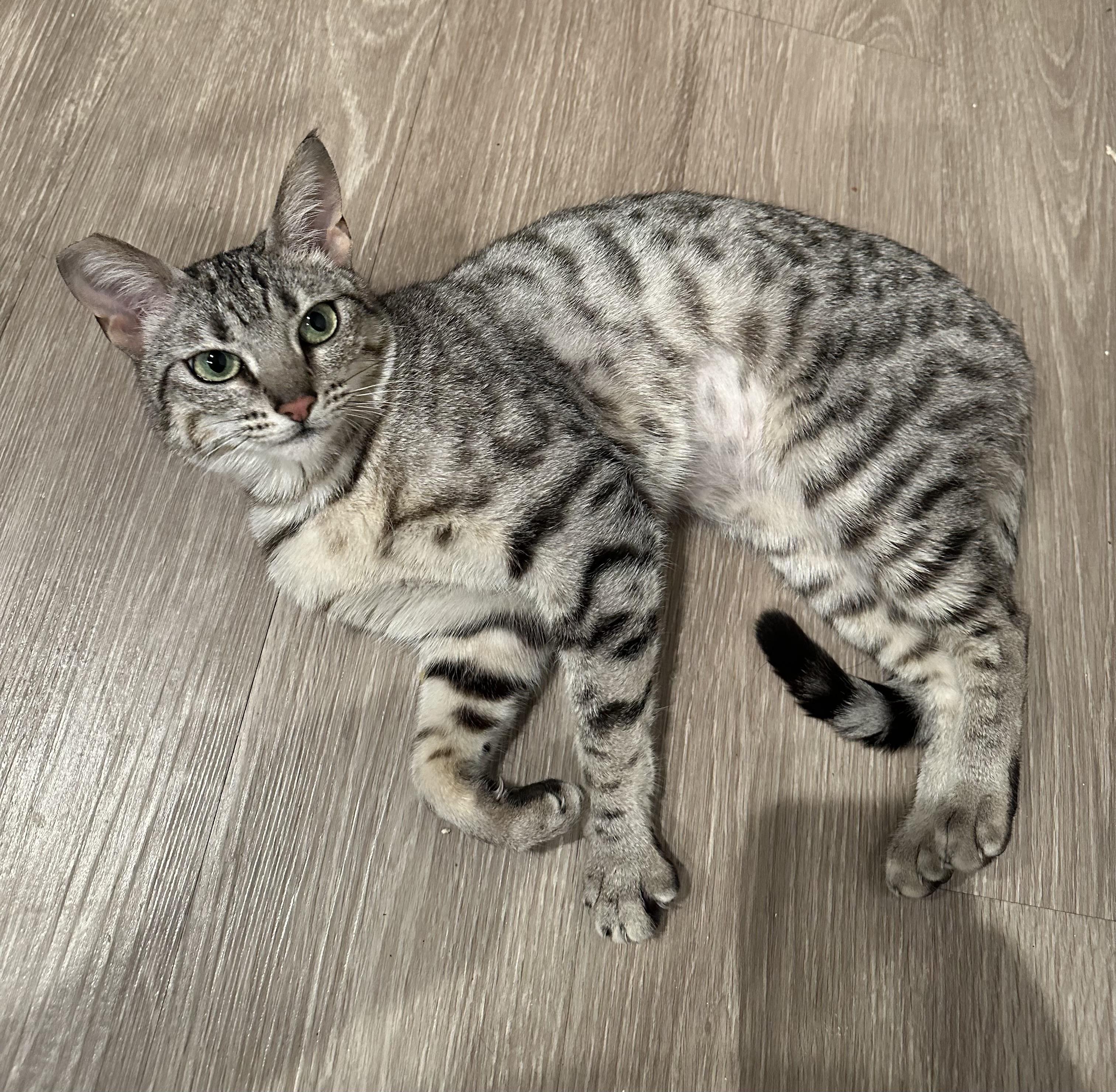 Dr Pepper, Adult Female unknown