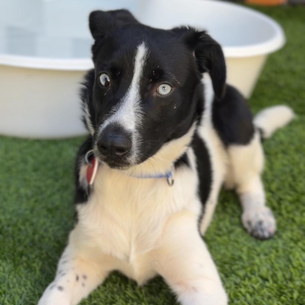 Leo A2294508, Adoptable, Puppy Male Border Collie & Mixed Breed.