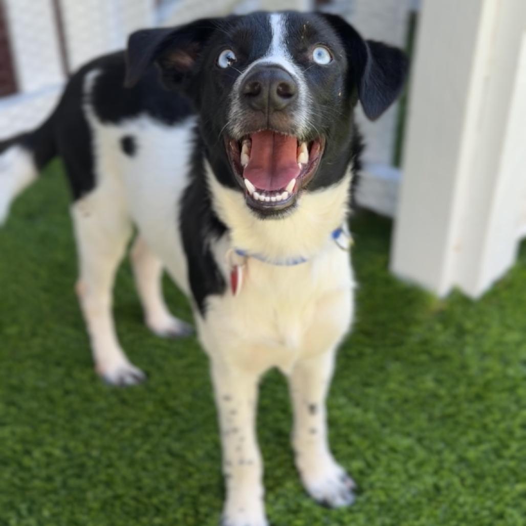 Enlarge Leo A2294508, a Adoptable mixed breed in Mission Hills, CA image 2/6