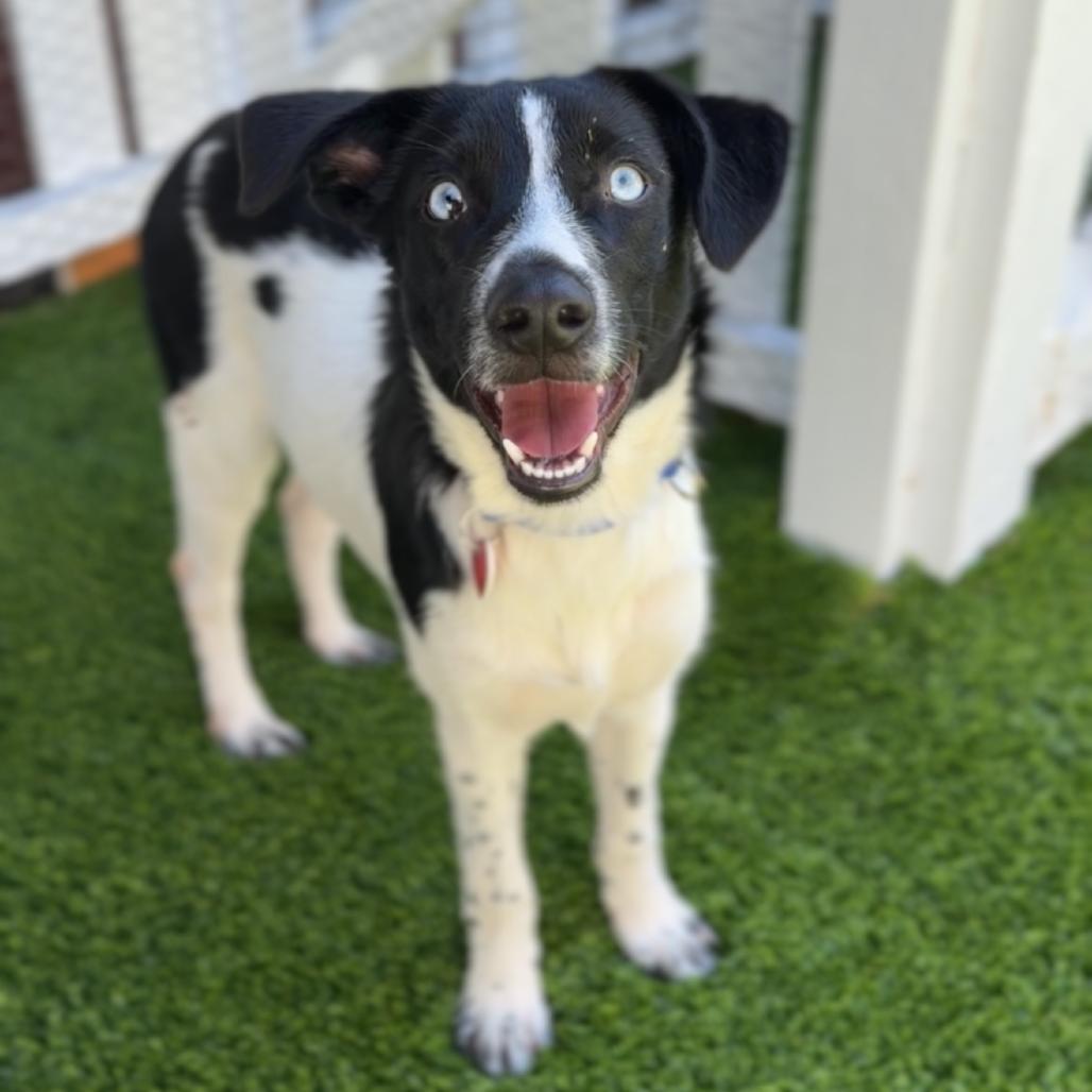 Enlarge Leo A2294508, a Adoptable mixed breed in Mission Hills, CA image 3/6