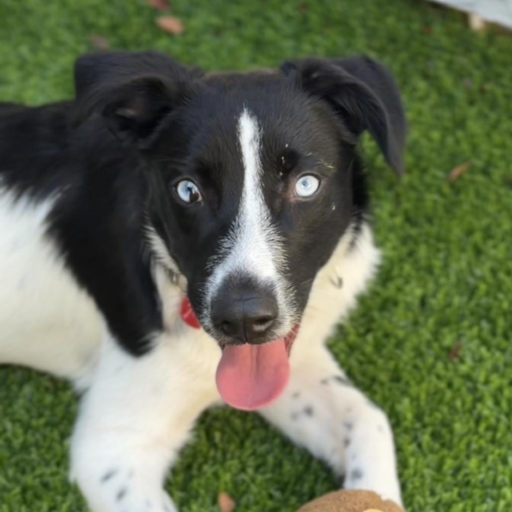 Enlarge Leo A2294508, a Adoptable mixed breed in Mission Hills, CA image 4/6