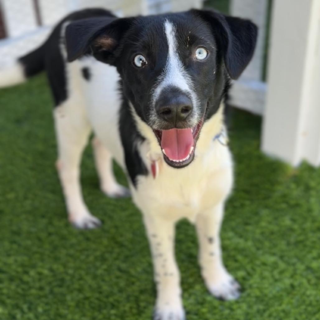 Enlarge Leo A2294508, a Adoptable mixed breed in Mission Hills, CA image 5/6