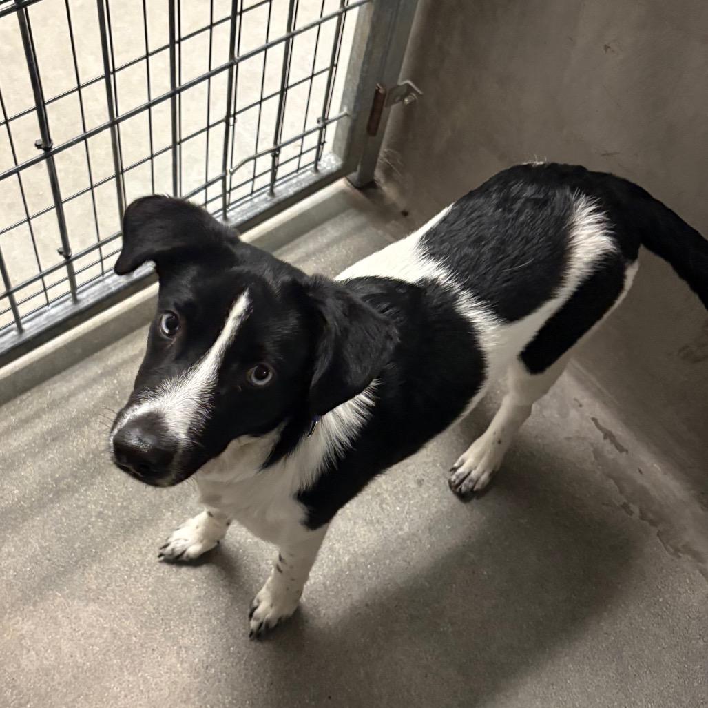 Enlarge Leo A2294508, a Adoptable mixed breed in Mission Hills, CA image 6/6