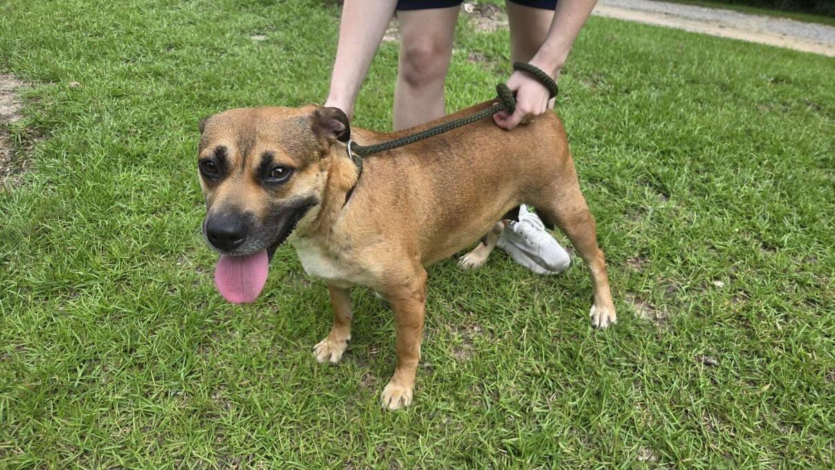 Enlarge LUCY -SPONSORED ADOPTION FEE, a Adoptable mixed breed in Fosters, AL image 4/5