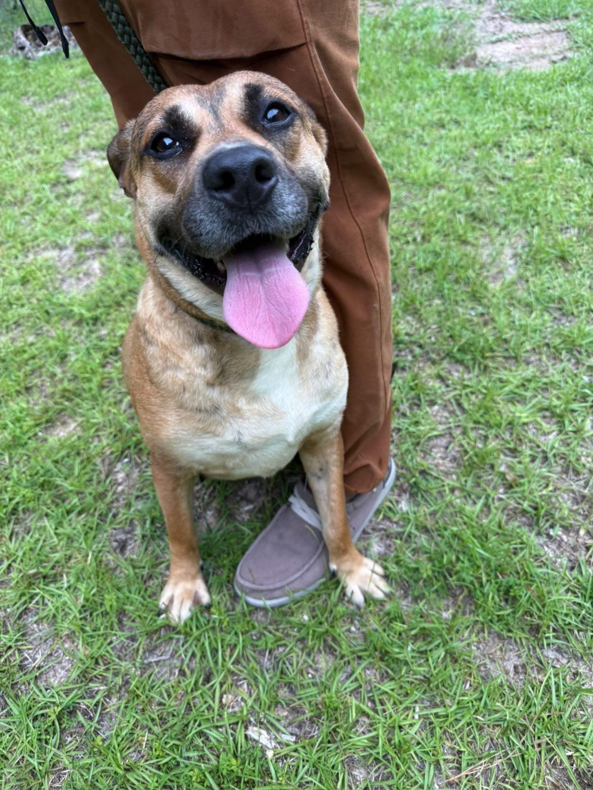 Enlarge LUCY -SPONSORED ADOPTION FEE, a Adoptable mixed breed in Fosters, AL image 2/5
